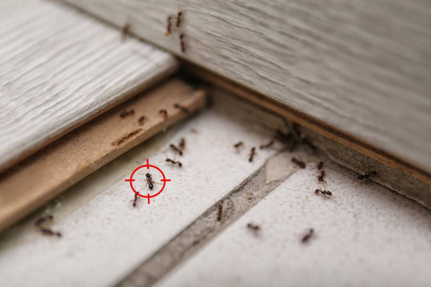 Best Pest Removal Services  in Elmore, OH