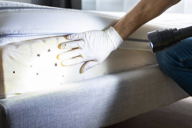 Best Wasp Removal Services  in Elmore, OH